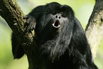 Black howler (Alouatta caraya), male, roaring Black howler monkey