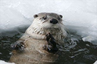 Canadian Otter looking out of ice hole (Lutra canadensis), Canadian otter looking out of ice hole