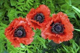 Common Poppy (Papaver rhoeas cultivar)