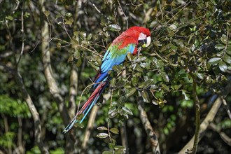 Red-and-green macaw (Ara chloroptera) eats, Cambyretá, Esteros del Iberá, Corrientes Province,