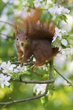 Eurasian red squirrel (Sciurus vulgaris), in apple tree, Lower Saxony, Germany, Europe