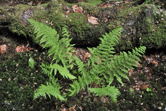 Mountain Lady Fern, Alpine Forest Fern, Ferns, Alpine Lady-fern (Athyrium distentifolium) in forest