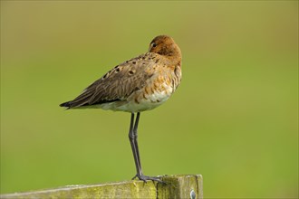 Black-tailed Godwit, Netherlands