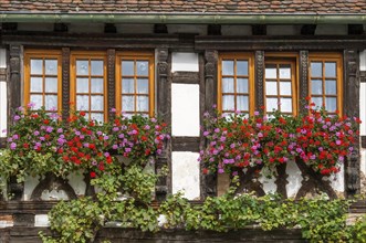 Window with lush floral decorations and vines, half-timbered house, Alsace, France, Europe