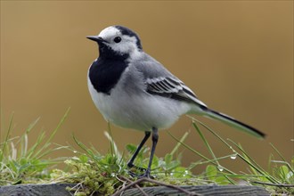 White wagtail (Motacilla alba), Germany, Europe