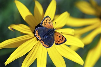 Small Copper, Lower Saxony, Germany (Chrysophanus amphidamas)