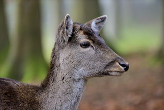 Fallow deer (Dama dama), portrait, female, captive, Bavaria, Germany, Europe