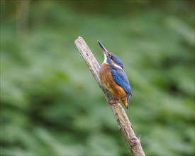 Common kingfisher (Alcedo atthis), Germany, Europe