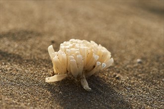 Washed up sea sponge on a beach, ebro delta, Catalonia, Spain, Europe