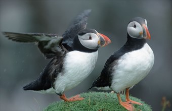 Puffin (Fratercula arctica), Alken, Scotland, United Kingdom, Europe