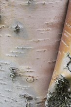 Silver birch, warty birch, European white birch (Betula pendula) (B. verrucosa) tree trunk close-up