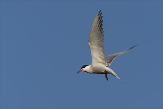 Common Tern (Sterna hirundo), Austria, Europe