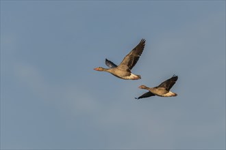 Greylag Geese (Anser anser), Austria, Europe