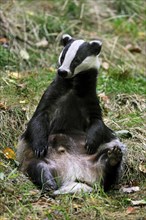 Badger, european badgers (Meles meles), Marten species, Predators, Mammals, Animals, European