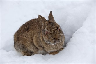 European rabbit (Oryctolagus cuniculus) in snow in winter, infected with myxomatosis disease with