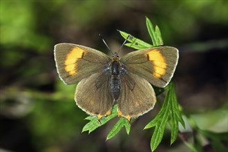 Brown Hairstreak (Thecla betulae), Lower Saxony, Germany, Europe