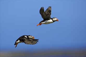 Atlantic Puffins (Fratercula arctica) Farne Islands, England, auks