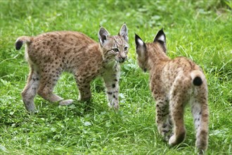 European Lynx (Lynx lynx), cubs, European lynx, cubs, European lynx, young