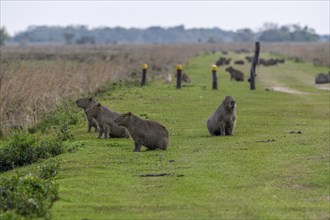 Capybaras (Hydrochoerus hydrochaeris), Cambyretá, Esteros del Iberá, Corrientes Province,