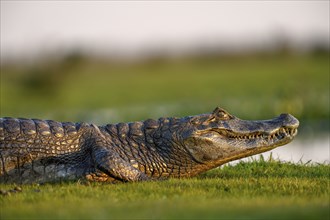 Yacare caiman (Caiman yacare), side view, near Cambyretá, Esteros del Iberá, Corrientes Province,