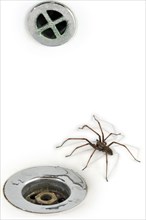 Giant house spider (Tegenaria duellica) (Tegenaria gigantea) in the washbasin, sink next to the