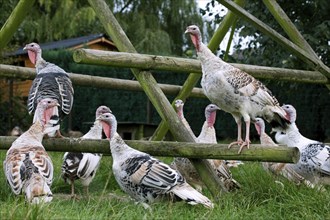 Domestic turkeys, turkey, turkeys, turkeys, chicken birds, livestock, animals, birds, poultry,