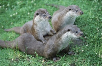 European Otters (Lutra lutra)