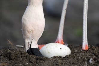 Chilean flamingo (Phoenicopterus chilensis) with egg in nest, Chile Flamingo