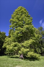 Baldcypress (Taxodium distichum), mountain park Wilhelmshohe, Kassel, Hessen, Germany,