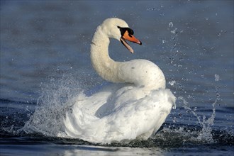 Mute swan (Cygnus olor), lateral, Germany, Europe