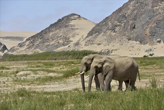 Desert elephant or African elephants (Loxodonta africana), dry riverbed of Hoarusib, Skeleton Coast