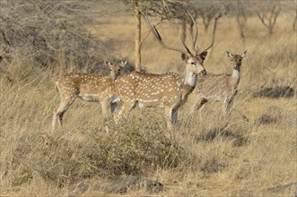 Chital, Cheetal or Axis Deer (Axis axis), Gir Forest National Park, Gir Sanctuary, Gujarat, India,