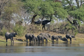 Elephant (Loxodonta africana) herd drinking at the Cuando River, Bwabwata National Park, Zambezi