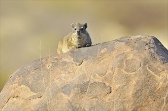 Rock Hyrax (Procavia capensis), Cape Hyrax on rock, Namibia, Africa