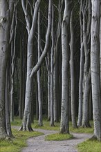 Beech trees, shaped by strong sea winds, at Ghost Wood, Gespensterwald along the Baltic Sea beach