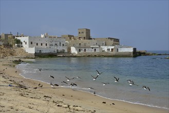 Townscape, Mirbat, Dhofar Region, Orient, Oman, Asia