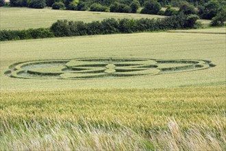 Crop circles in wheat field, Lower Saxony, Germany, Europe