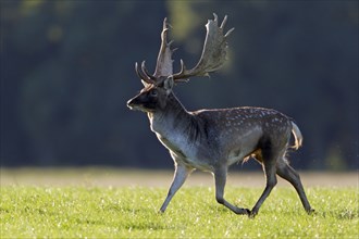 Fallow deer (Dama dama), male, in rut