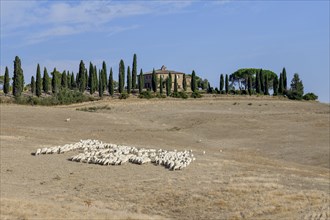 Flock of sheep on an estate near San Quirico d'Orcia, Val d'Orcia, Orcia Valley, Tuscany, Italy,