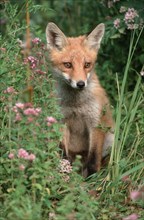 Red fox (Vulpes vulpes), young animal, Hesse, Germany, Europe