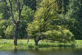 Dead trees at the moor lake in the evening light, Kesselmoor Seachtn near Andechs, Upper Bavaria,