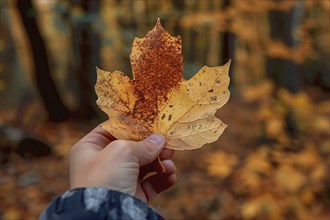 Hand in holding single orange autumn leaf with colorful forest in blurry background. Generative AI,