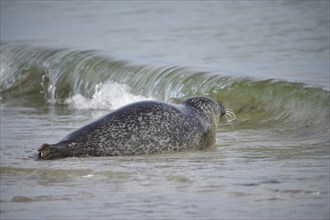 Grey seal (Halichoerus grypus) on the beach of Heligoland, Schleswig-Holstein, Germany, Europe