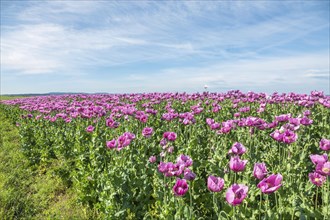 Opium poppy (Papaver somniferum), cultivation of edible poppy, poppy field, Donnersbergkreis,