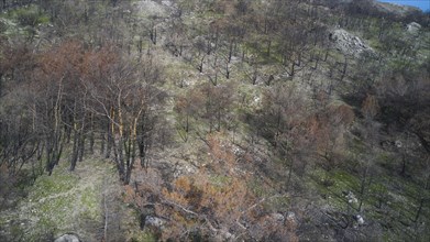 Drone image, above Kiotari, Steep slope with charred trees and sparse vegetation after a