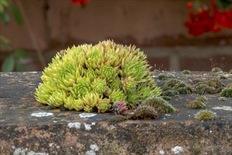 Sedum on the top of a wall, Alsace, France, Europe