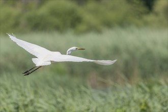 Short-eared owl (Ardea alba) in flight over a marshland. Bas Rhin, Alsace, France, Europe