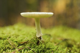 Big sheath mushroom (Volvopluteus gloiocephalus) mushroom in a forest, Bavaria, Germany, Europe