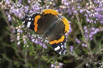 Red admiral (Vanessa atalanta) on common heather (Calluna vulgaris), Emsland, Lower Saxony,