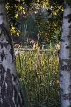 Upper Lusatian Heath and Pond Landscape, June, Saxony, Germany, Europe